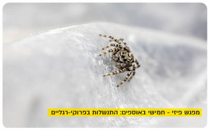 Botanical Thursdays - Spiders