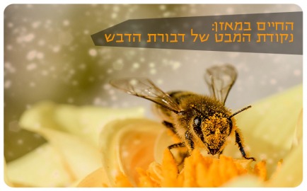 The Honey Bee Perspective
