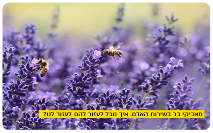 How to help bees help us