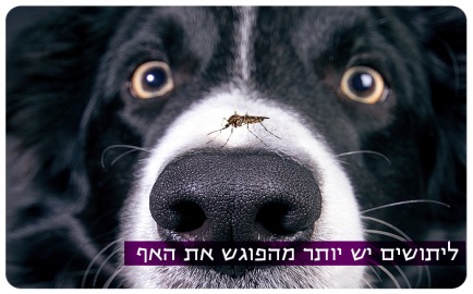 There is More to Mosquitoes than Meets the Nose