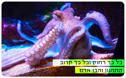 Faraway, Yet So Close! The Octopus and The Human