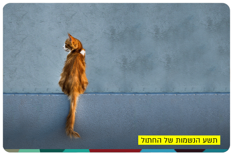 Nine Souls of a Cat - HUJI Alumna Dr. Idit Ginter