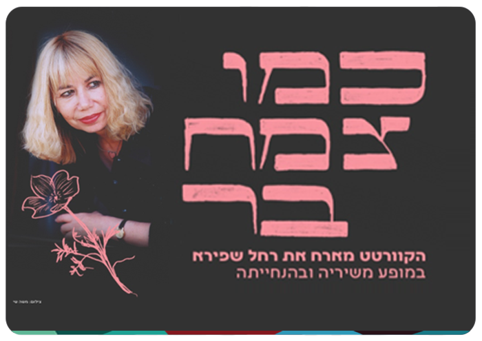 As A Wild Flower - Rachel Shapira
