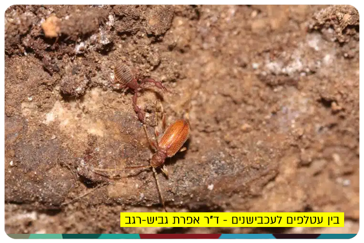 Bats and Spiders - Dr Efrat Gavish-Regev