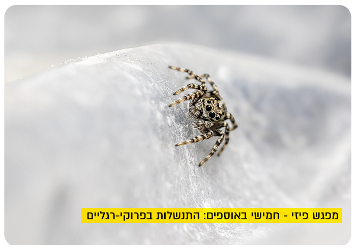 Botanical Thursdays - Spiders