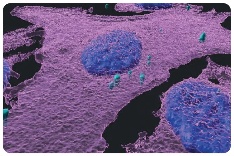 New Immunotherapy cancer research