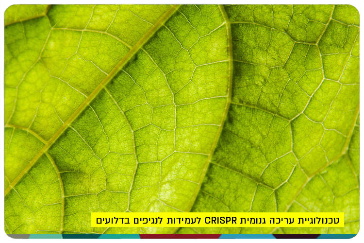 Crispr Tech for Cucurbits
