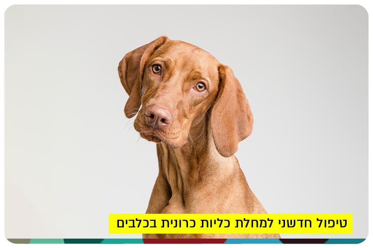 Chronic Kidney Disease in Dogs