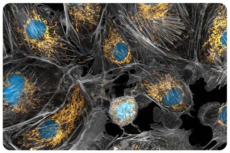 Eukaryotes &amp; Sex