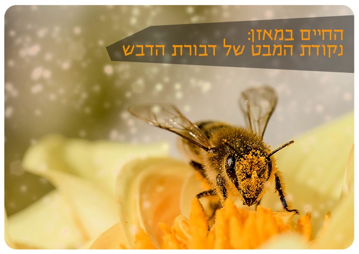 The Honey Bee Perspective