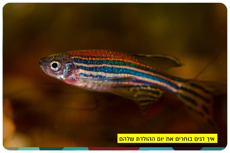 איך דגים בוחרים את יום ההולדת שלהם How do fish choose when to hatch