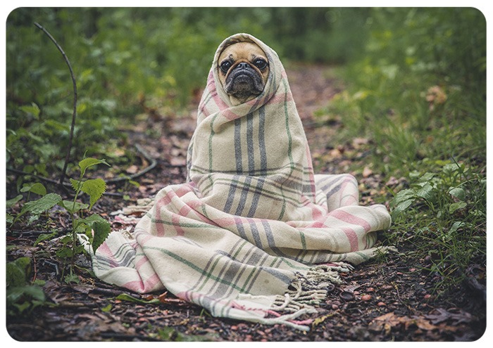סיור בבית החולים הווטרינרי של האוניברסיטה העברית HUJI Veterinary Clinic Tour