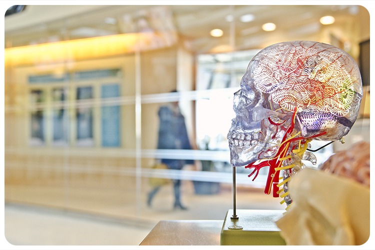 Long Term Memory Research