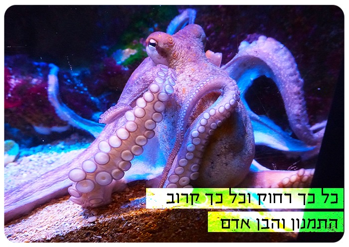 רחוק כל כך ועדיין קרוב - התמנון והבן אדם Faraway, Yet So Close! The Octopus and The Human