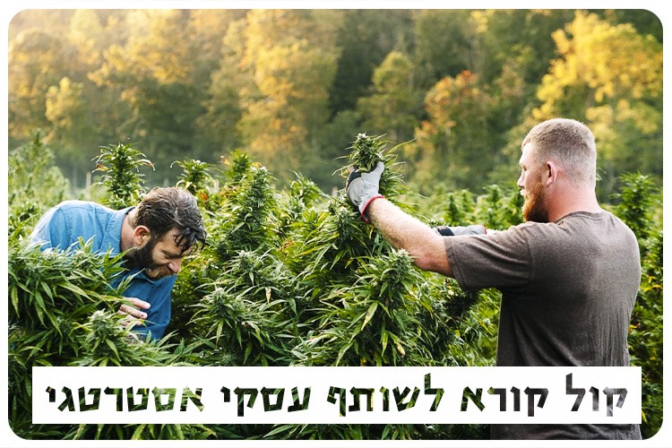 Open Call - Cannabis Research Partner
