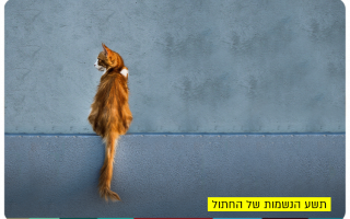 Nine Souls of a Cat - HUJI Alumna Dr. Idit Ginter