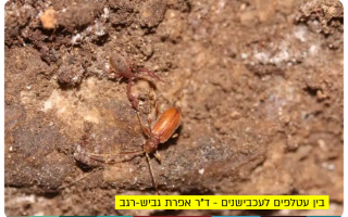 Bats and Spiders - Dr Efrat Gavish-Regev