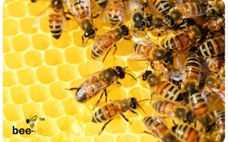 BeeIo - Artificial Honey Production is almost up and running