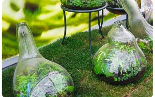 צוות הניקיון של המיקרוביום A single bacterial genus maintains root growth in a complex microbiome