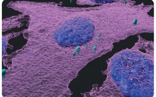 New Immunotherapy cancer research