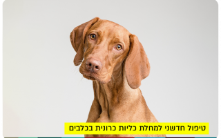 Chronic Kidney Disease in Dogs