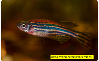 How do fish choose when to hatch