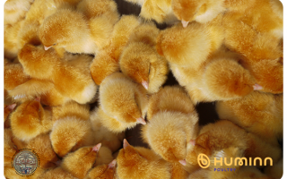 Huminn and the Israeli Agricultural Research Organization – Volcani Institute, is the first in the world to lay eggs from which only female chicks hatch