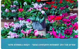 Sloner - get your cyclamen here