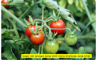 למידת מכונה וטכנולוגיית הדמיה לחיזוי איכות העגבניות לפני הקטיף