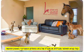 Looking for the new CEO of the Veterinary Hospital