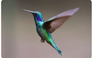 Why mammals cant fly