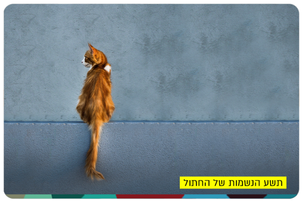 Nine Souls of a Cat - HUJI Alumna Dr. Idit Ginter
