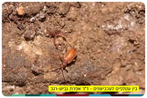 Bats and Spiders - Dr Efrat Gavish-Regev