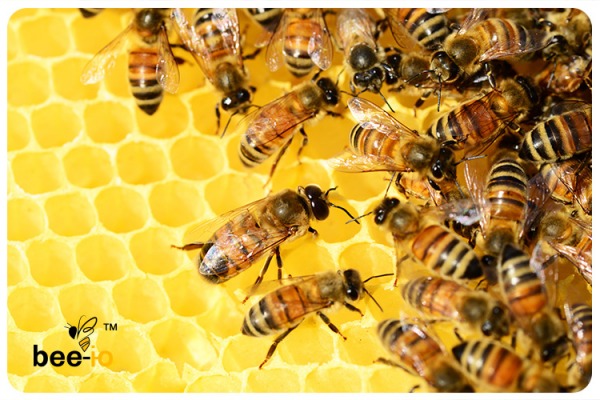 BeeIo - Artificial Honey Production is almost up and running