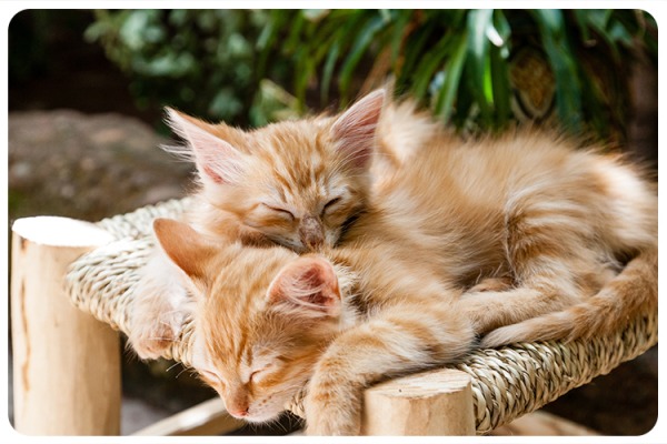 גינת חתולים עירונית ראשונה Cat Garden by Hebrew University of Jerusalem