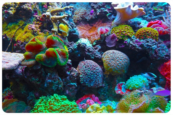 Atlas of Cells in Stony Coral Reefs