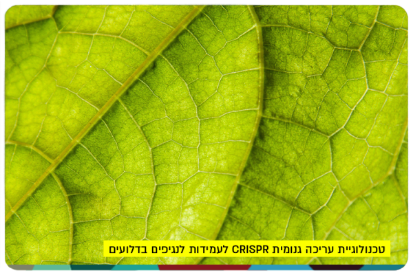 Crispr Tech for Cucurbits