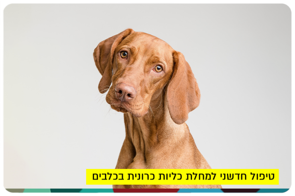 Chronic Kidney Disease in Dogs