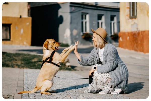 Adopting dogs during COVID-19