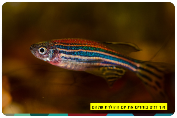 How do fish choose when to hatch
