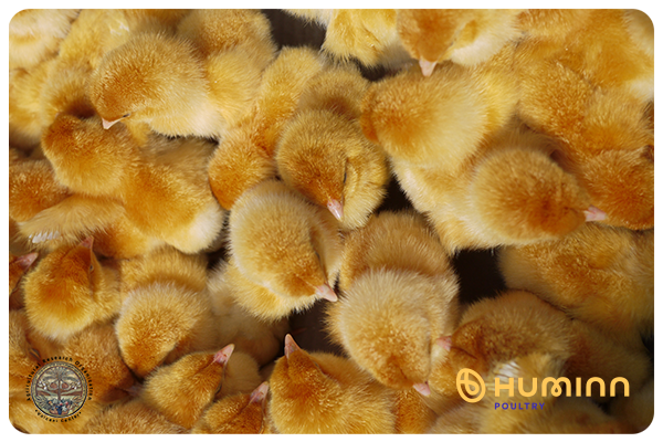 Huminn and the Israeli Agricultural Research Organization – Volcani Institute, is the first in the world to lay eggs from which only female chicks hatch