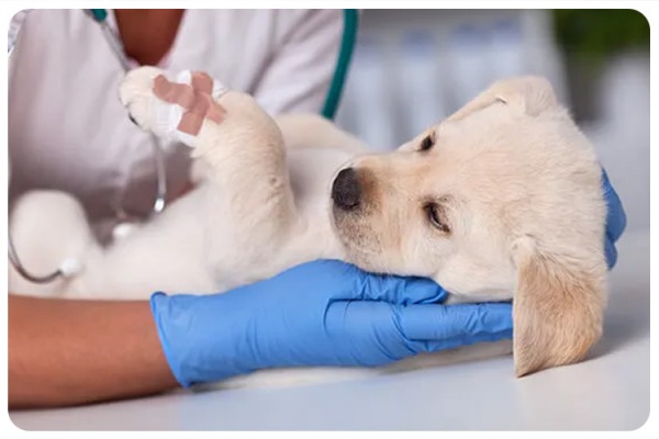 Veterinary Science Innvovation