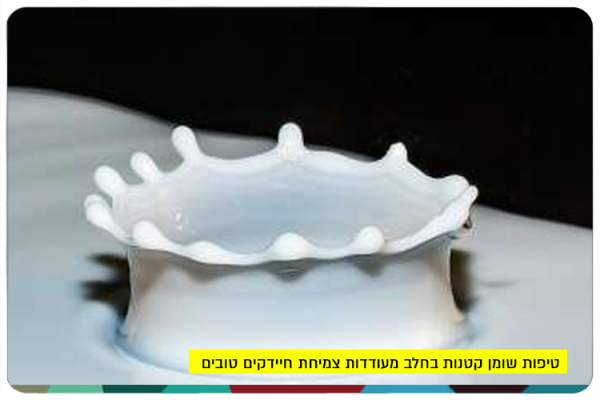 Small milk fat globules promote growth of good bacteria