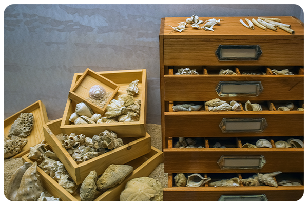 Natural History Collection Database