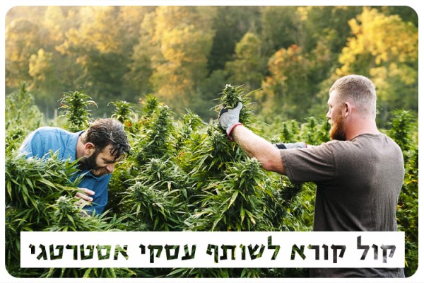Open Call - Cannabis Research Partner