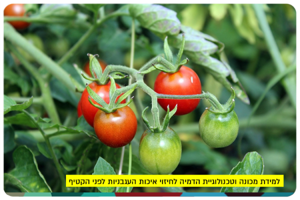 למידת מכונה וטכנולוגיית הדמיה לחיזוי איכות העגבניות לפני הקטיף