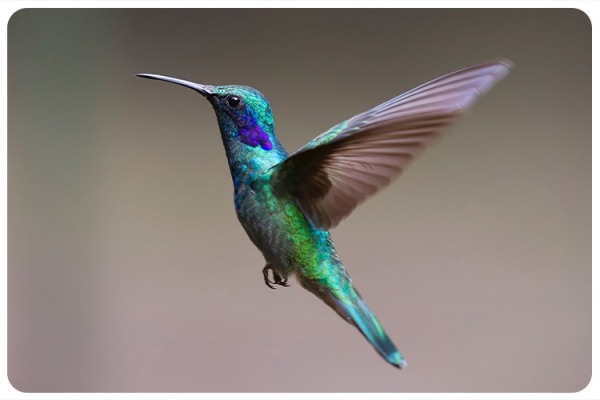Why mammals cant fly