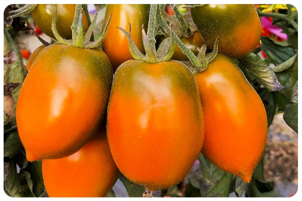 "קסנטומטו" – העגבנייה הישראלית החדשה Xantomato - the new israeli tomato