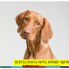 Chronic Kidney Disease in Dogs