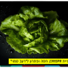 CRISPR, lettuce and hidden hunger
